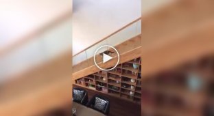 Тварини (короткі відео). Випуск 77
