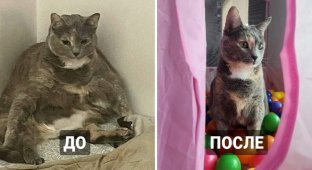 Netizens published photos of their thinner pets (13 photos)