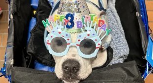 В американской школе семь лет работает глухой пёс-терапевт (4 фото + 1 видео)