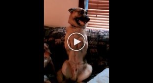 The owner tells the shepherd to go to the booth. Funny dog reaction
