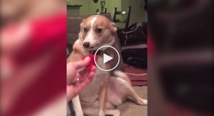 The dog chewed on its owner's things and reacted funny when asked who did it