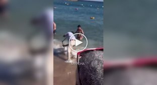 Мурена укусила туриста на пляже в Египте