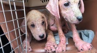 Облезлые розовые щенки были найдены бедным работягой, который им постарался помочь (10 фото)