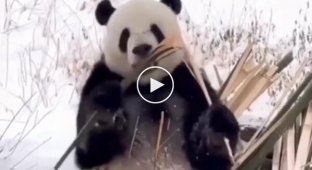 Panda learned facial expressions at the zoo employee