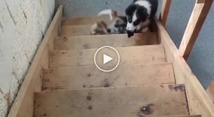 Your dog is broken: funny pet behavior on the stairs