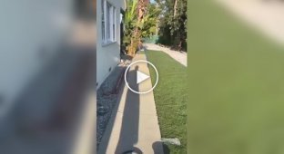 Необычные знакомства домашних питомцев