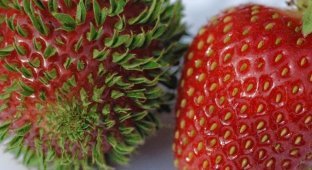 18 впечатляющих фотографий проросших фруктов, ягод и овощей (18 фото)