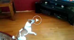 Забавный пес смотрит канал с животными