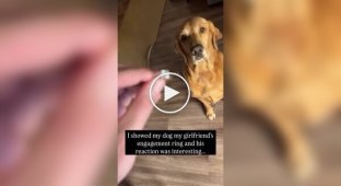 Реакция собаки на кольцо для помолвки