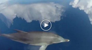 Дельфины плывут по небу