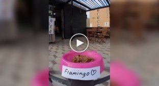 Доставка їжі вуличним кішкам за допомогою дрону