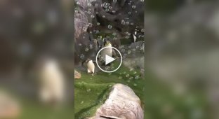 Cuteness of the day: a one-year-old penguin enjoys soap bubbles