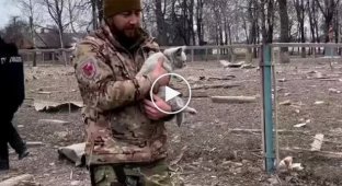 В Сумской области солдаты ВСУ спасли кота из-под завалов