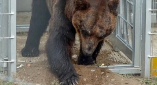 После 17 лет неволи уссурийский медведь обрел свободу (9 фото + 1 видео)