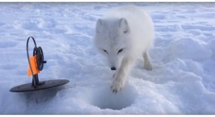 New adventures of the famous impudent Arctic fox (1 photo + 3 videos)