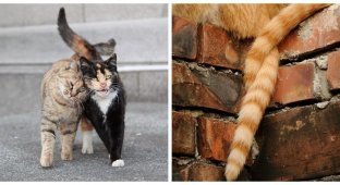 Хитросплетіння долі: коти та хвости (24 фото)