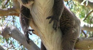 Ленивые коалы (50 фото)
