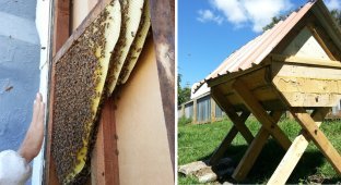 The couple built a beehive and relocated the bees they found in their house (32 photos)