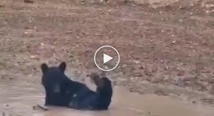 Mud bath for a bear