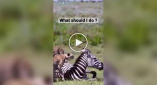 Гепарды растерялись при виде отдыхающей зебры