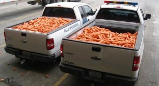 В США пытались ввезти крупную партию марихуаны под видом моркови (2 фото)