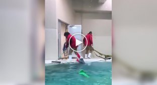 The most caring otter: helped clean up and thanked with a massage.