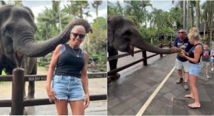 In Bali, an elephant broke a tourist's arm with one bite (3 photos + 1 video)