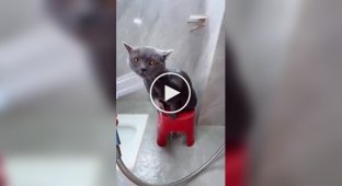 Купання вихованого кота