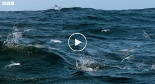 Flying fish try to hide from predators