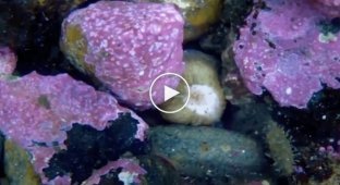 Как питается морской огурец