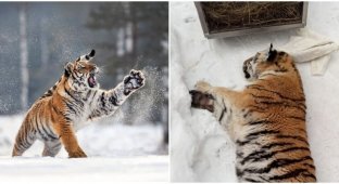 In the Khabarovsk Territory, an Amur tigress accidentally locked herself in a dog enclosure (3 photos)