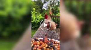 Птицы лакомятся семечками и орехами из тарелки