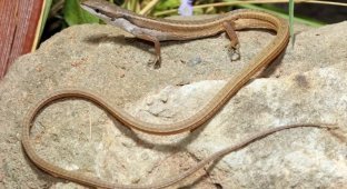 A lizard with a tail several times larger than its body (6 photos)