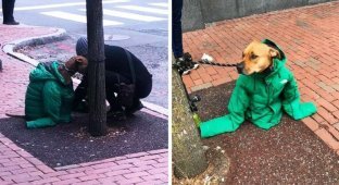 Девушка надела на пса свою куртку, чтобы он не замёрз — и превратила его в главного модника на район (4 фото)