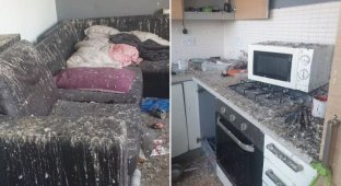 Pigeons lived in an empty house in London for almost a month (5 photos)