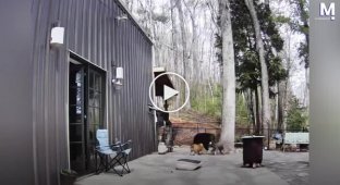 Unexpected guests: bears found themselves on private property