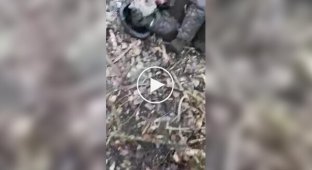 17 Eliminated Russian Marines Lying in a Forest Belt in Kurshchyna