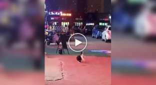 A cat saw snow for the first time