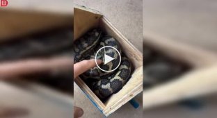 Австралия в своем стиле: скворечник захватила змея