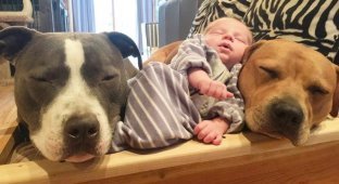 4 собаки и кошка, ухаживающие за новорождённым, растрогали пользователей интернета (11 фото)
