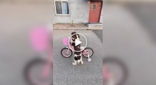 Четвероногий велосипедист