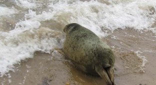 Спасение тюленя (25 фото)