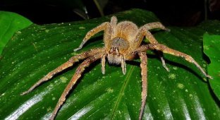 10 of the most terrible insects in Australia, which should be avoided (11 photos)