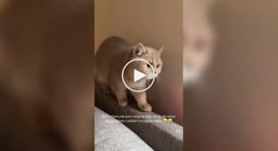 A cat's reaction to a relative in a wig