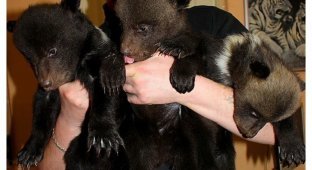 В Харьковском зоопарке показали новорожденных медвежат (7 фото)