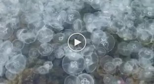 В Севастополе нашествие медуз