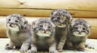 A farmer from Transbaikalia found abandoned Pallas cat kittens (2 photos)