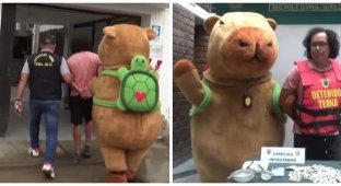В Перу полицейский в костюме капибары арестовал наркоторговца (2 фото + 1 видео)