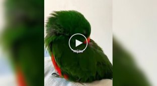 Попугай разговаривает во сне