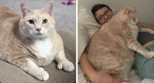 15-килограммовый кот нашел новых хозяев и сел на диету (24 фото + 1 видео)